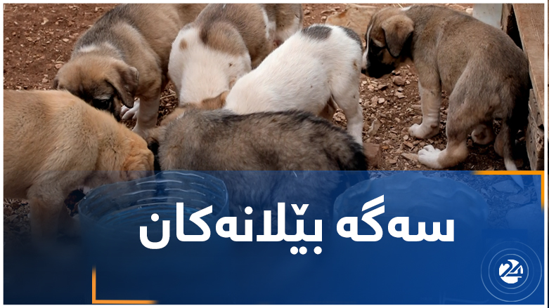 سەگە بێلانەکان